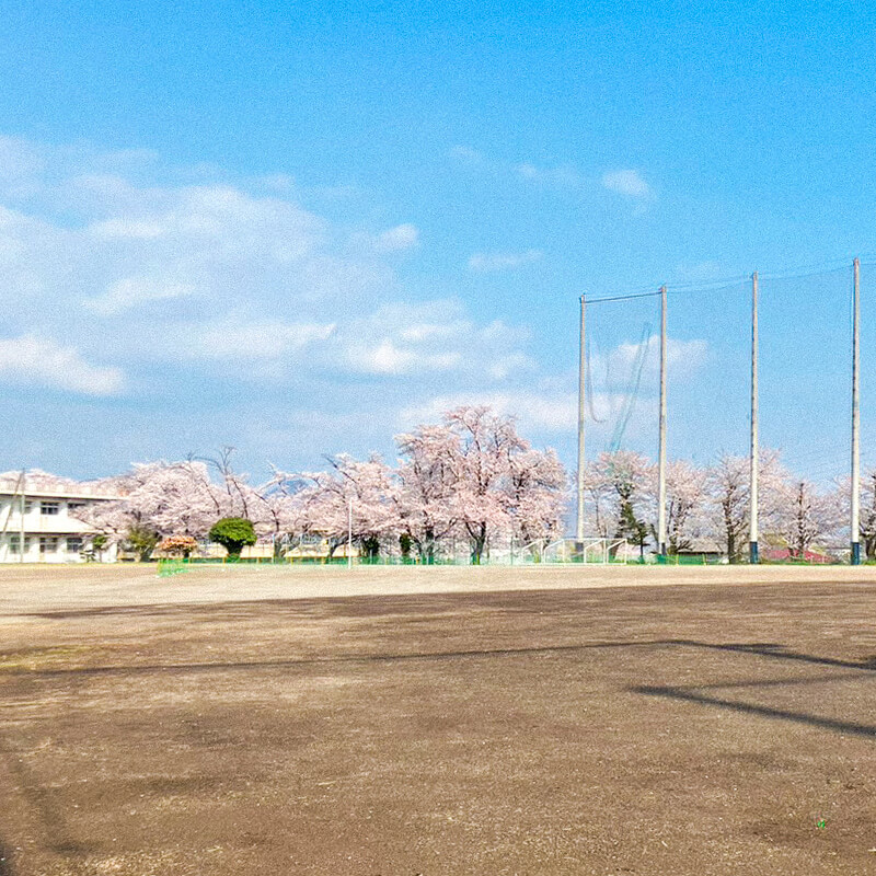 桜が満開の時期のグラウンド